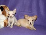 Cute tea cup chihuahua puppies for good homes