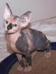 Beautiful Sphynx Kitten for sale