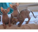 Healthy male and female Sphynx kittens Seeking new homes