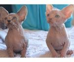 Angelic Sphynx Kittens Ready Now