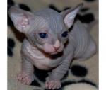 Healthy male and female Sphynx kittens Seeking new homes