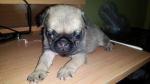  male toy pug Puppy Available for good home