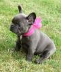 A charming Blue Girls- French Bulldogs five weeks