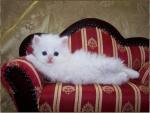 persians kittens   for adoption