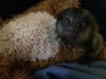 Top Quality Baby Marmoset Monkeys Available.