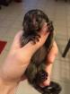 Male and Female Baby Marmoset Monkeys Available.