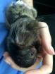 Outstanding Baby Marmoset Monkeys For Sale.