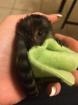 Cute Baby Marmoset Monkeys For Sale.