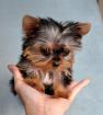 cute female yorkie puppy for ardoption