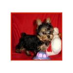 yorkie puppy for a new home