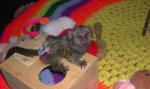 sweet pygmy marmoset monkey babies text (573) 840-0142 