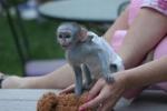 X-Mas Male and Female Babies Capuchin Monkeys for free adoption