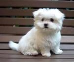 maltese puppy for adoption