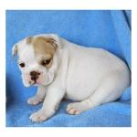 cute nice looking english bulldog puppies 