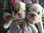 English Bulldog Puppies