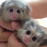 Pygmy marmoset monkeys are ready now 