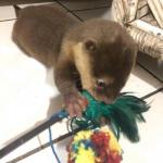 ADORABLE MALE AND FEMALE OTTERS FOR ADOPTION