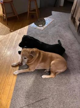Labrador for rehoming or adoption